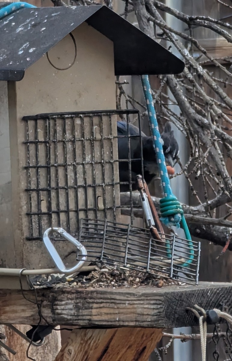 Steller's Jay - ML646124599