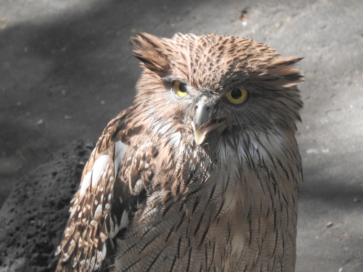 Búho Pescador de Sri Lanka - ML646124601