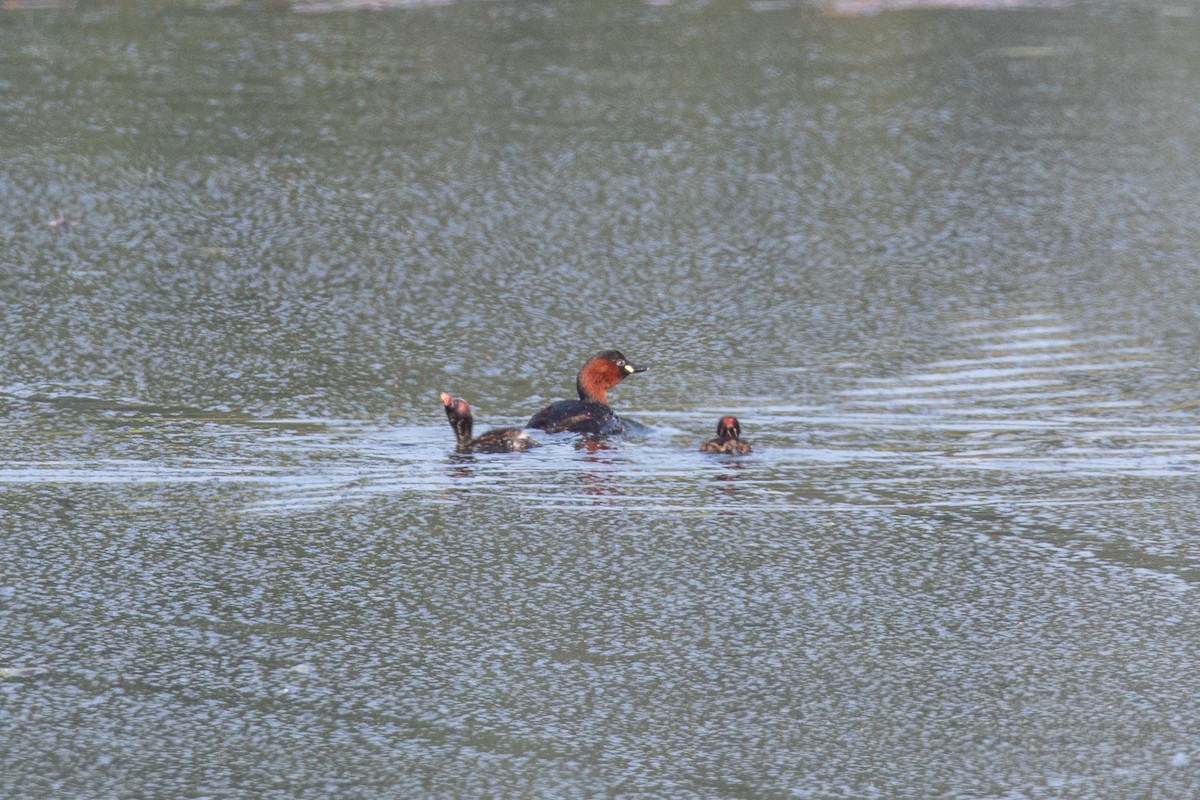 potápka malá - ML646124605