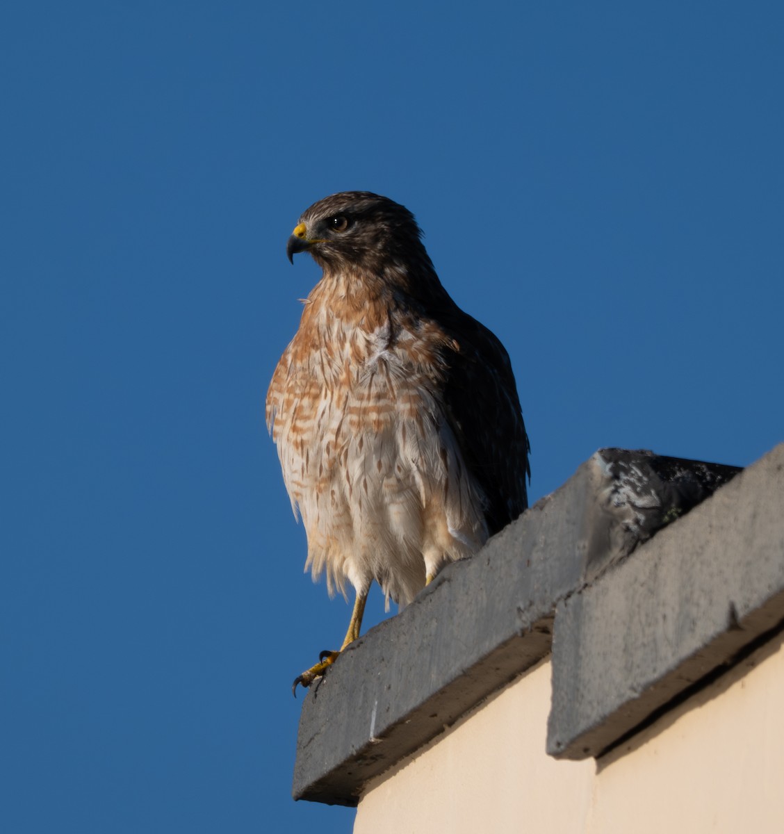 Red-shouldered Hawk - ML646124610