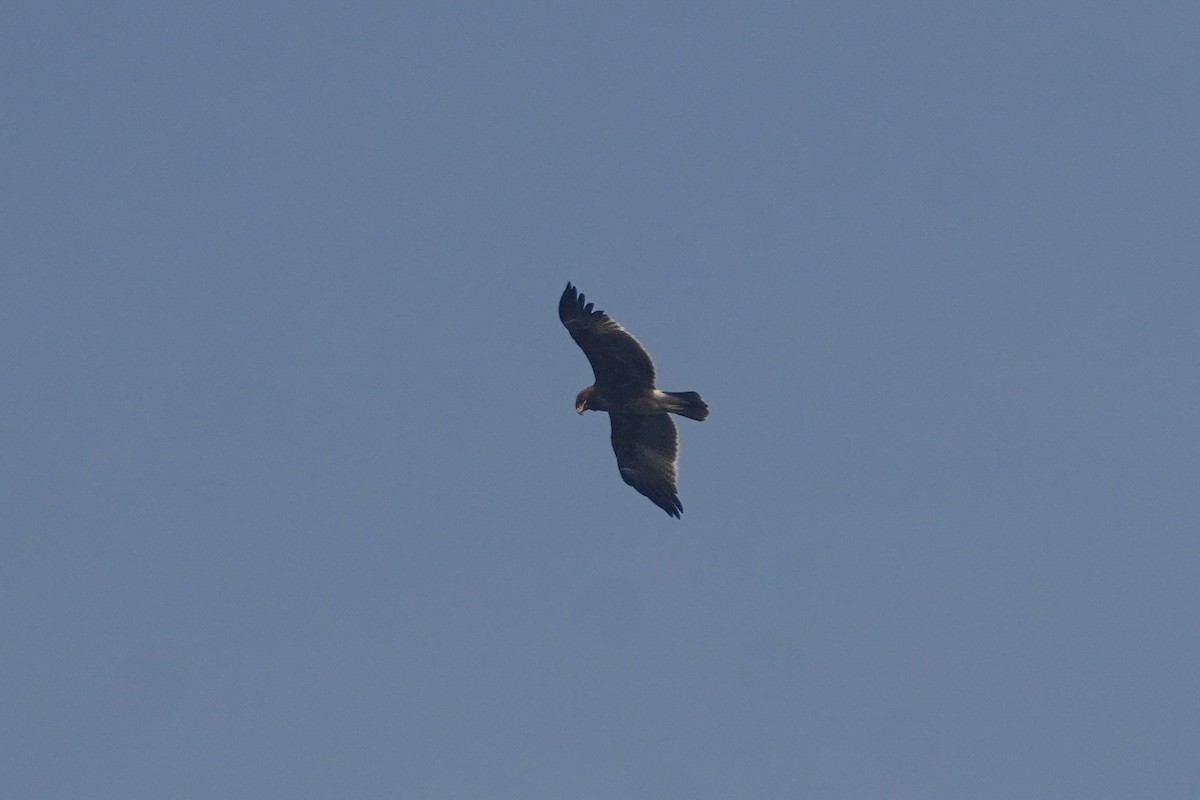 Indian Spotted Eagle - ML646124613