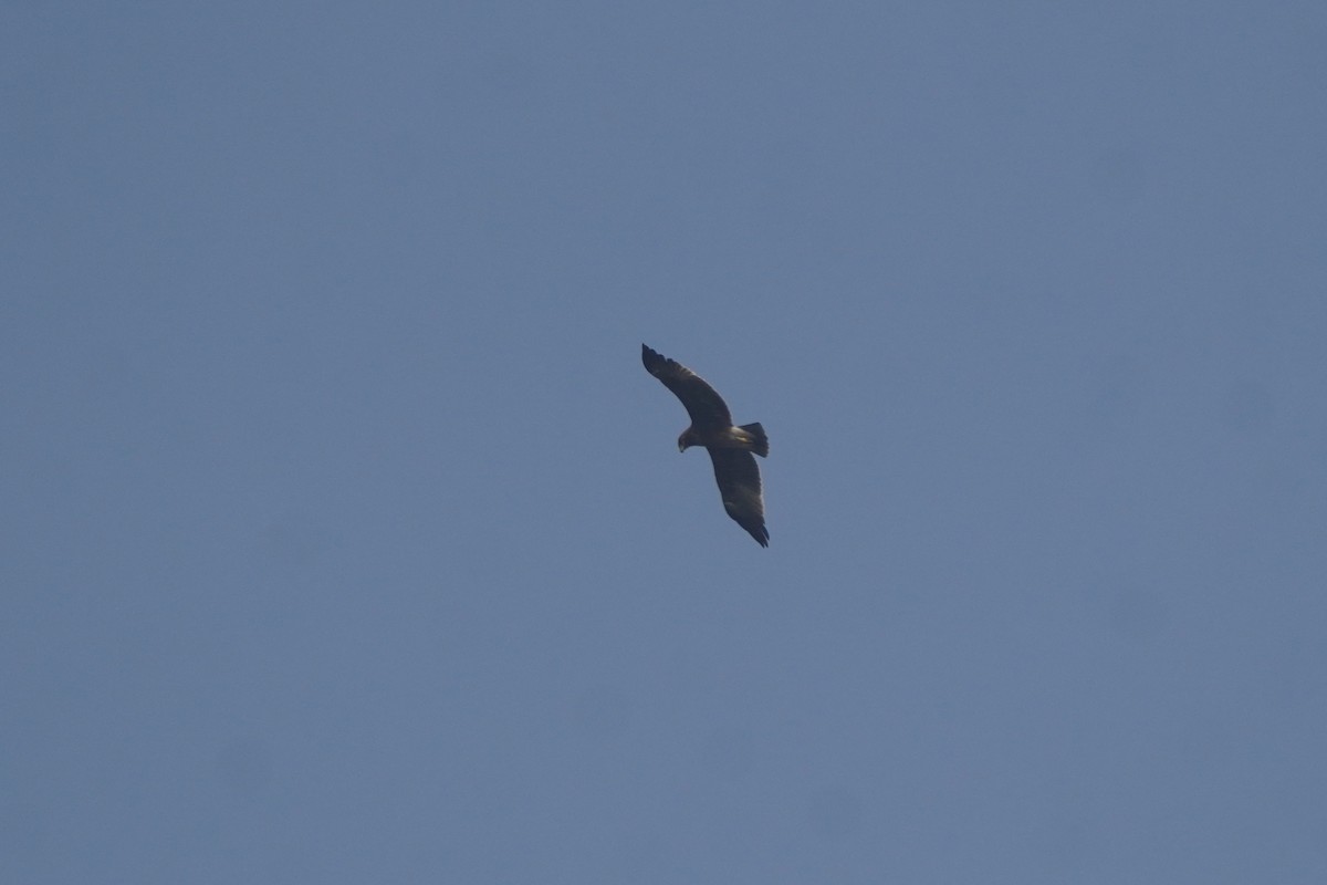 Indian Spotted Eagle - ML646124614