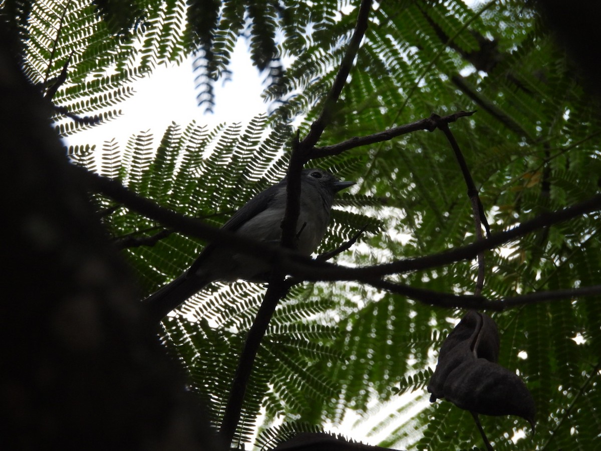 White-eyed Slaty-Flycatcher - ML646124616