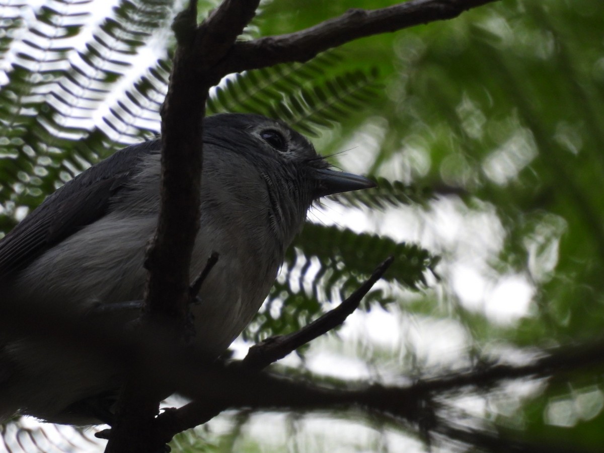 White-eyed Slaty-Flycatcher - ML646124617