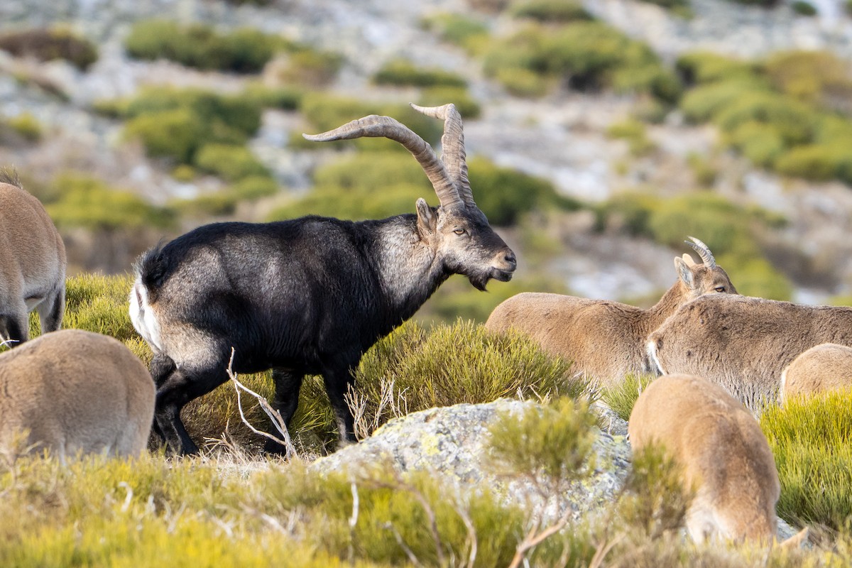 Iberian Ibex - ML646124618