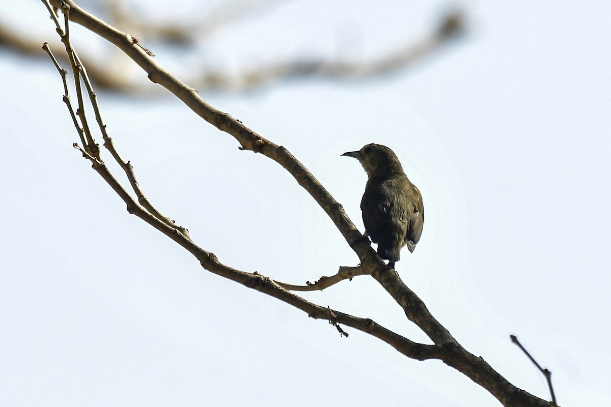 Nilgiri Flowerpecker - ML646124619
