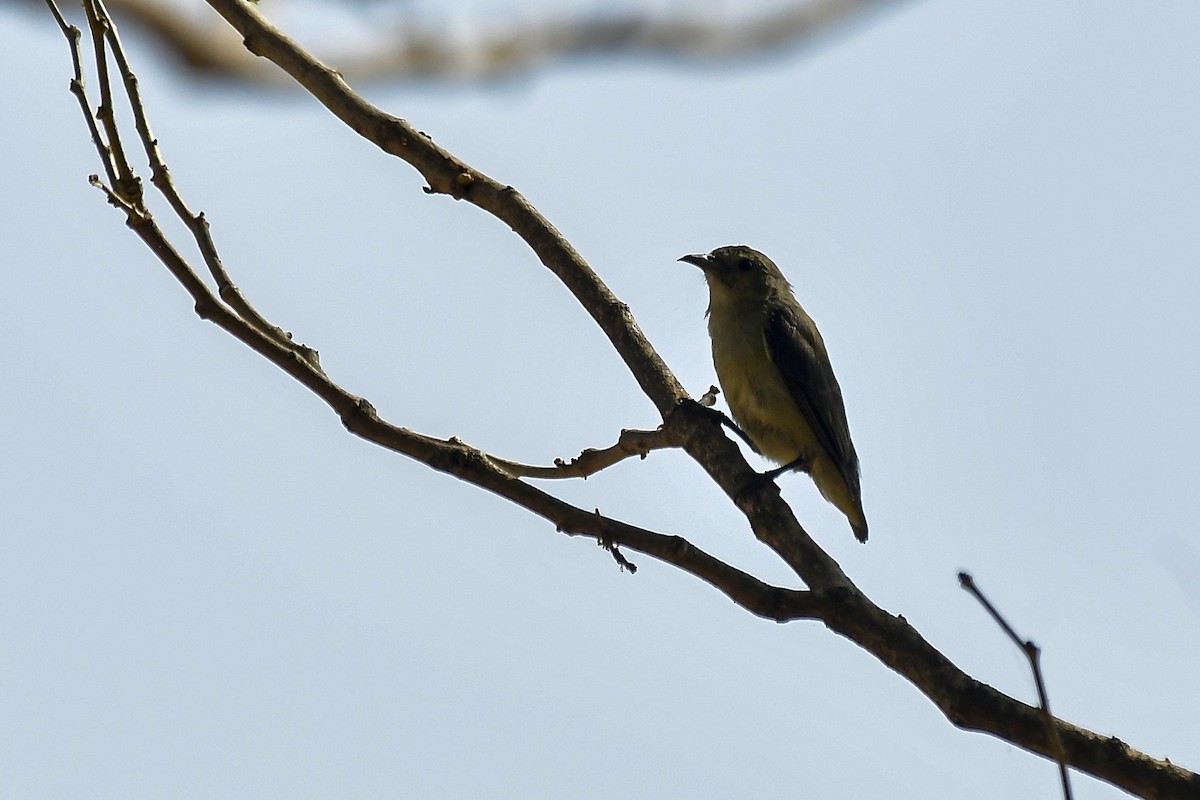 Nilgiri Flowerpecker - ML646124620