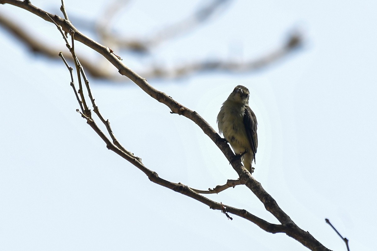 Nilgiri Flowerpecker - ML646124621