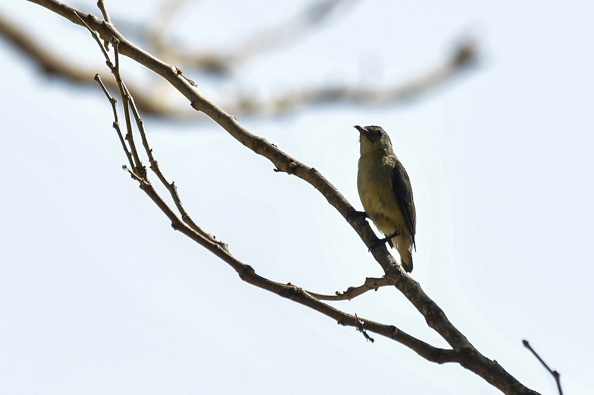 Nilgiri Flowerpecker - ML646124622