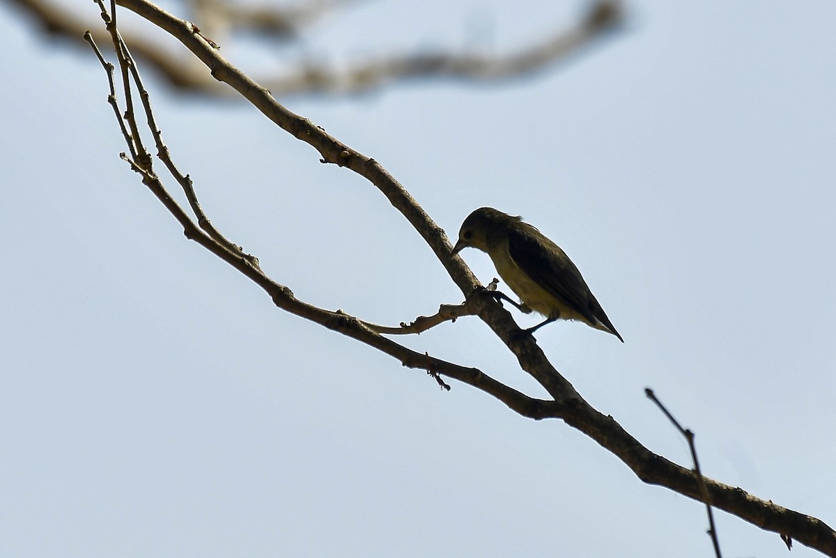 Nilgiri Flowerpecker - ML646124623