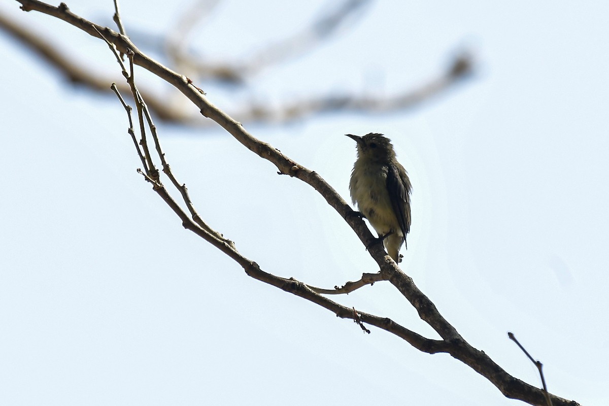 Nilgiri Flowerpecker - ML646124624