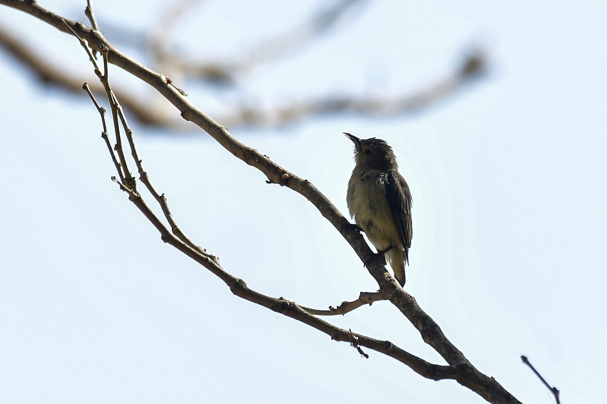 Nilgiri Flowerpecker - ML646124625