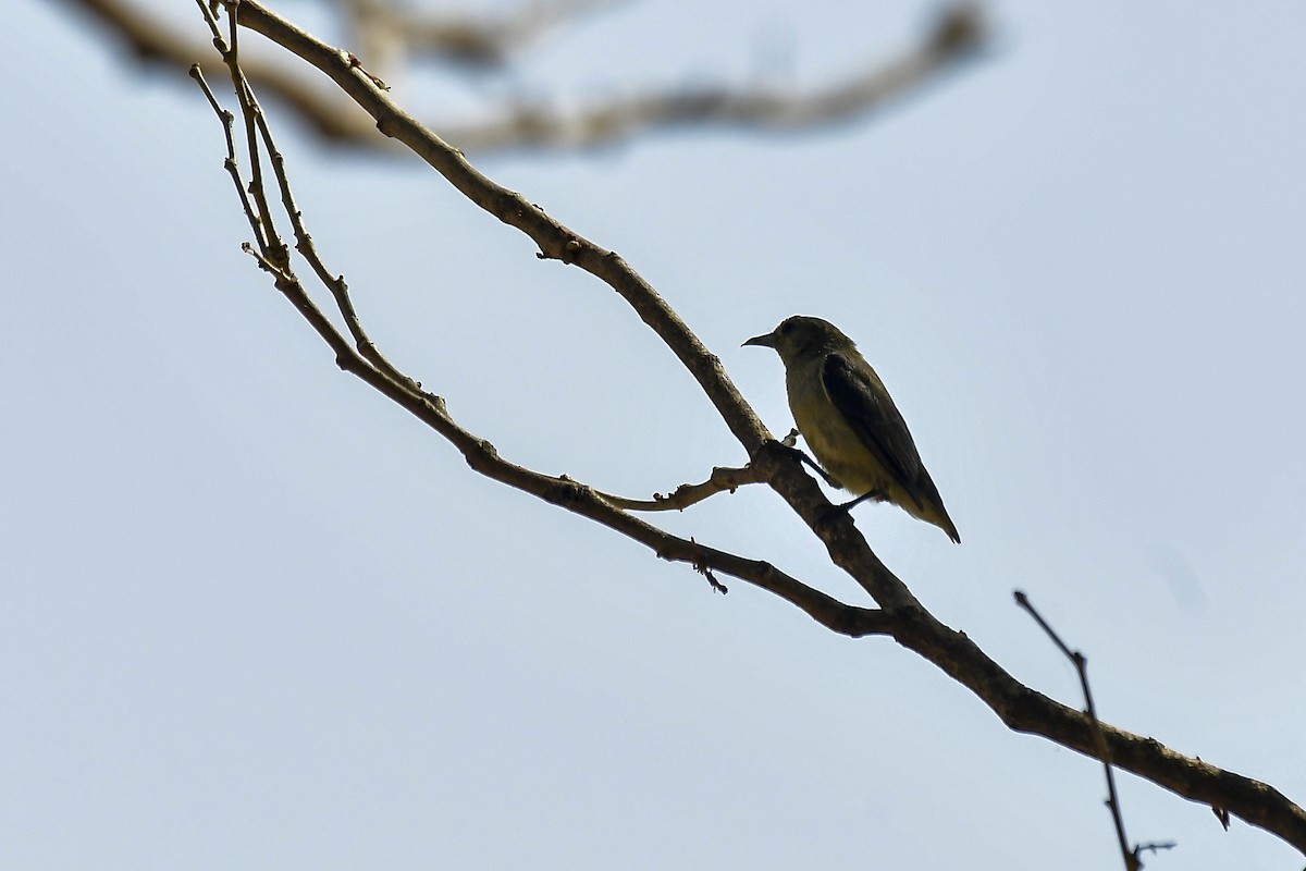 Nilgiri Flowerpecker - ML646124626