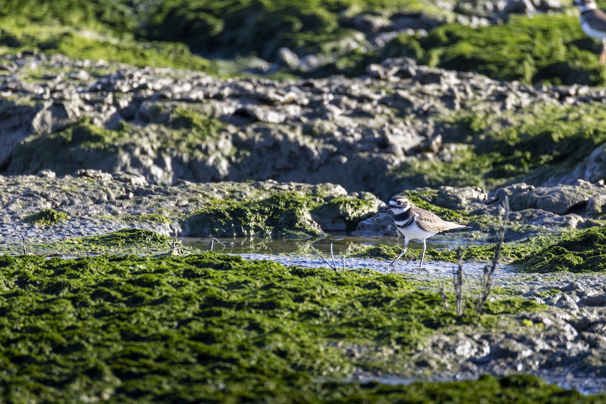 Killdeer - ML646124632