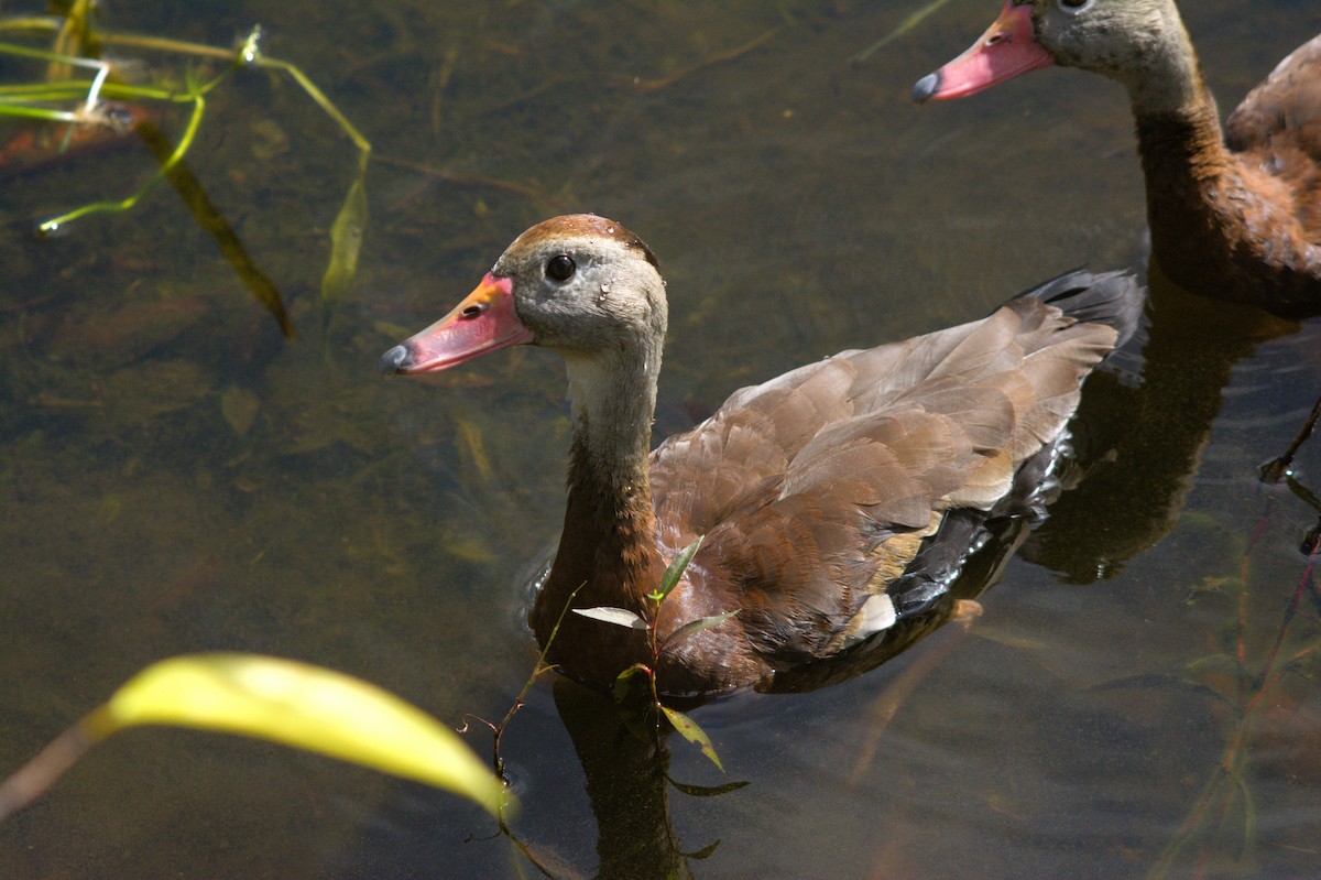 Black-bellied Whistling-Duck - ML646124633