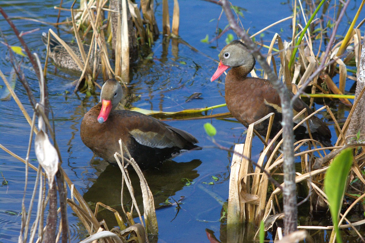 Black-bellied Whistling-Duck - ML646124634