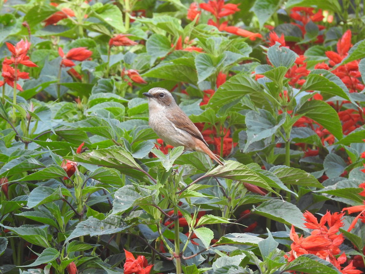 Gray Bushchat - ML646124636