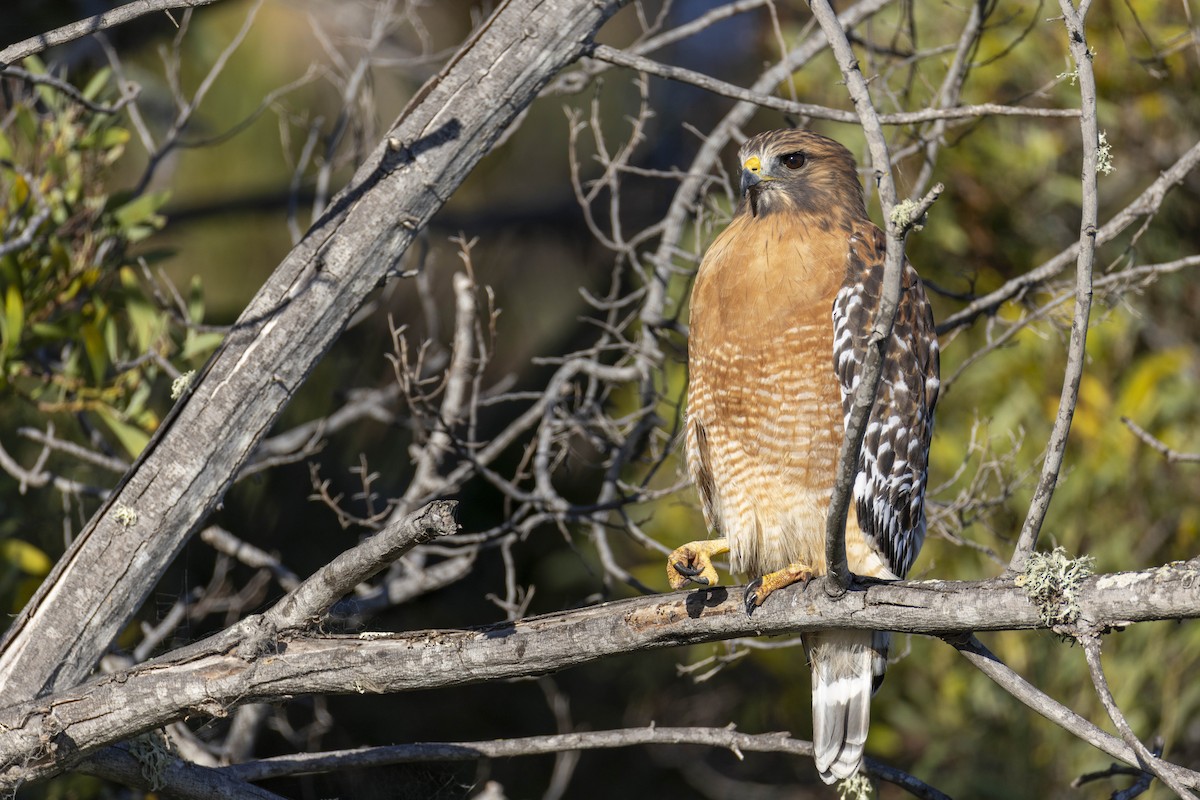 Red-shouldered Hawk - ML646124638