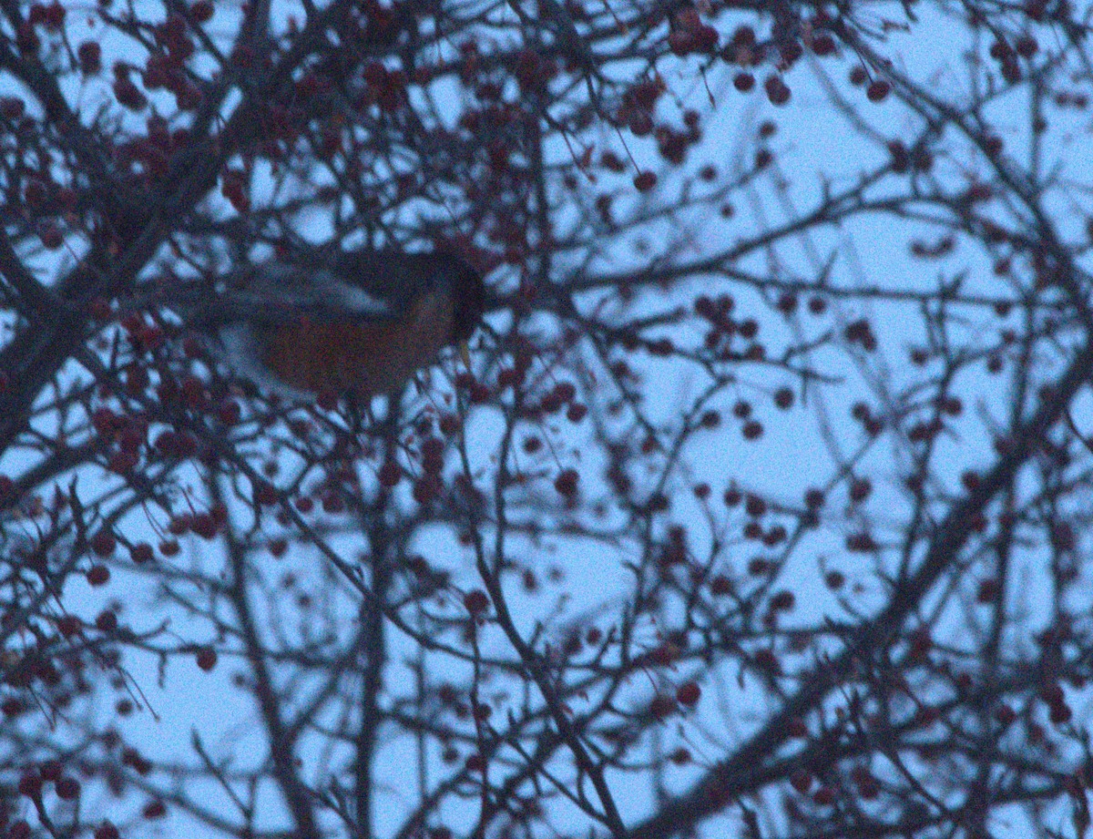 American Robin - ML646124639