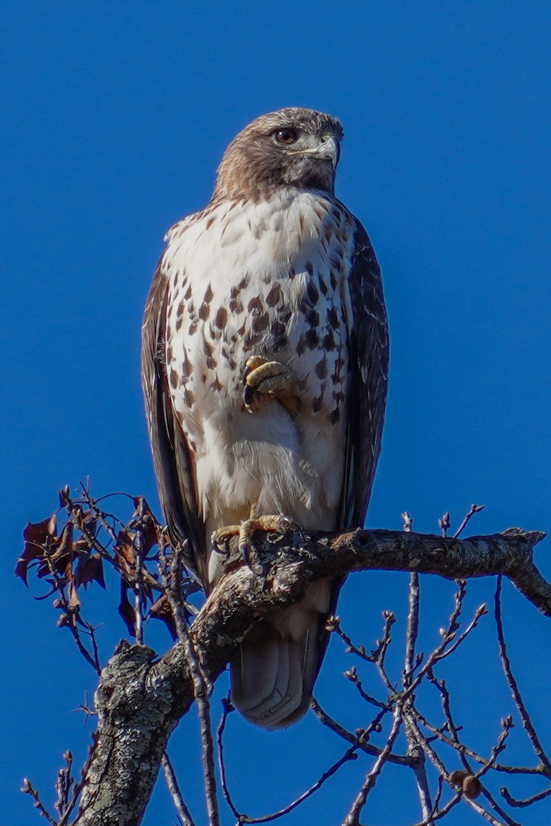 Red-tailed Hawk - ML646124647