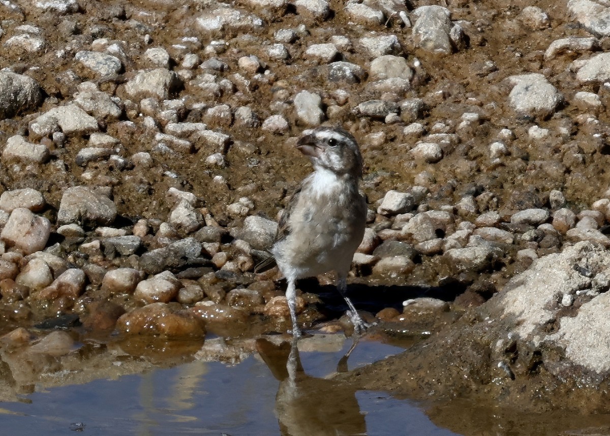 White-throated Canary - ML646124648
