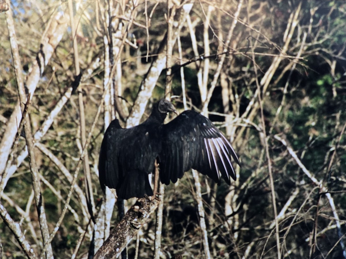 Black Vulture - ML646124650