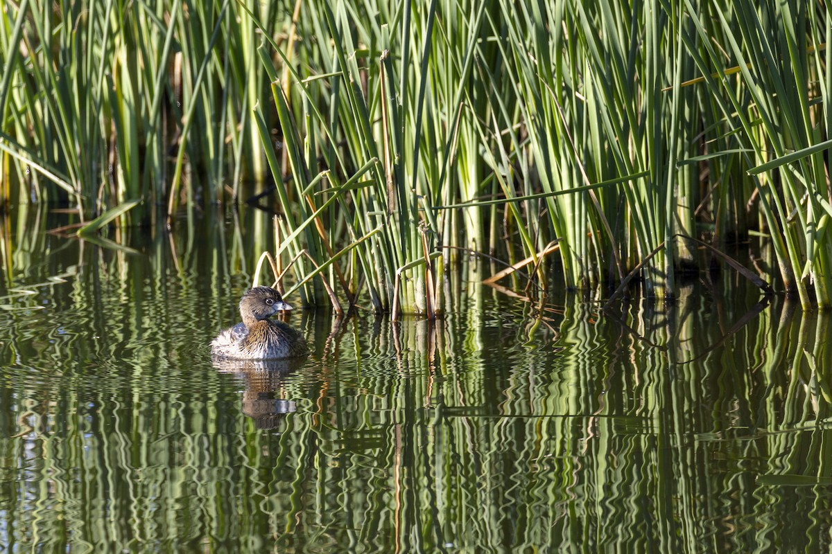 Pied-billed Grebe - ML646124651
