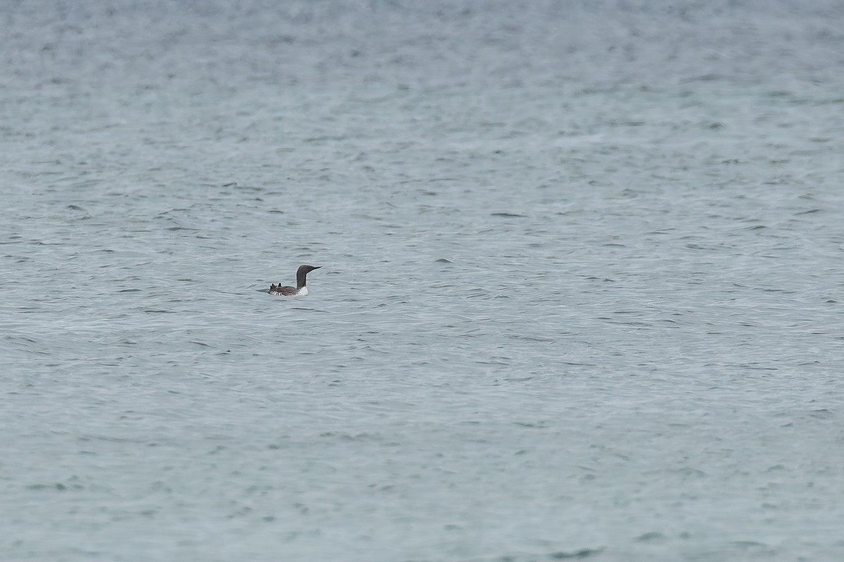 potáplice malá - ML646124653