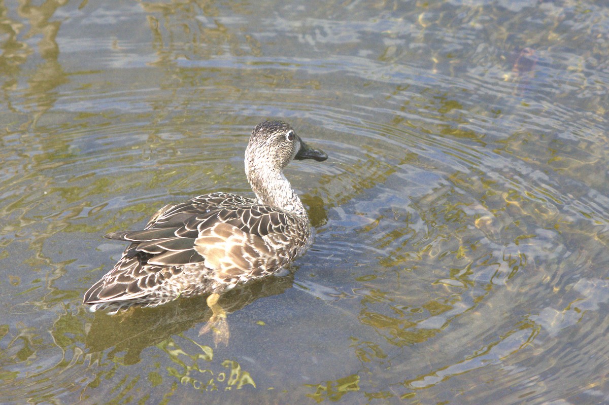 duck sp. - ML646124654