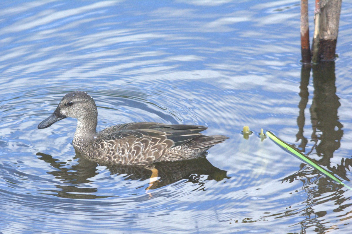 duck sp. - ML646124655