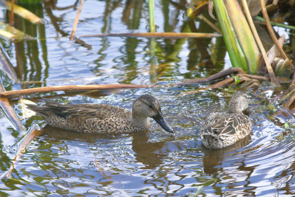 duck sp. - ML646124656