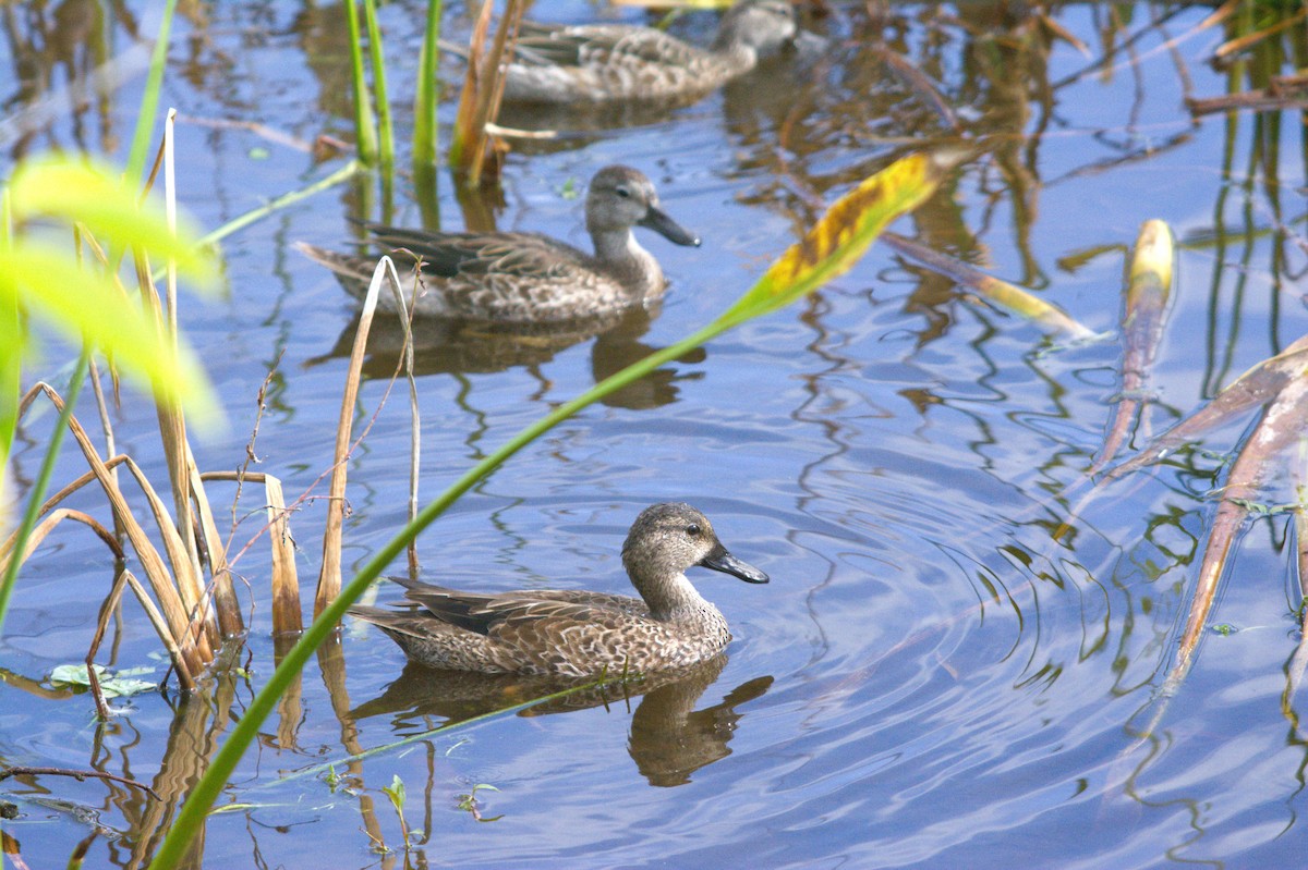 duck sp. - ML646124658