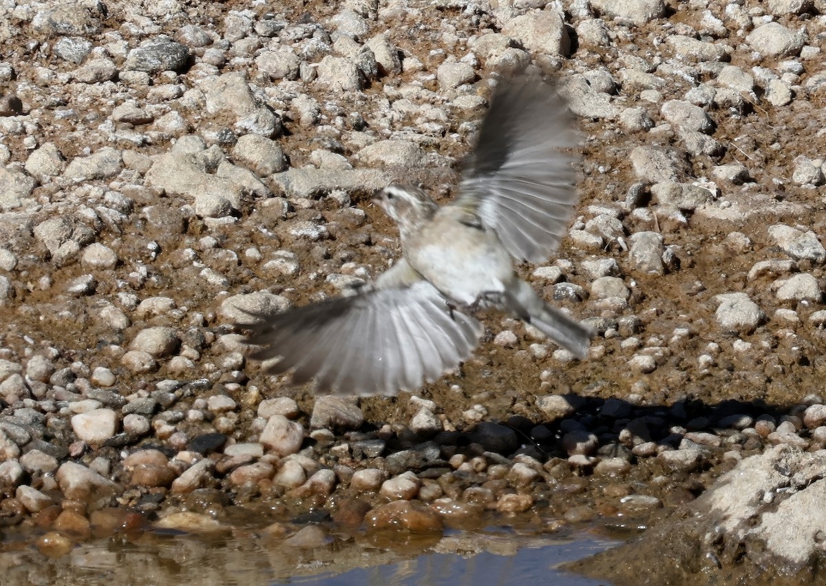 White-throated Canary - ML646124679