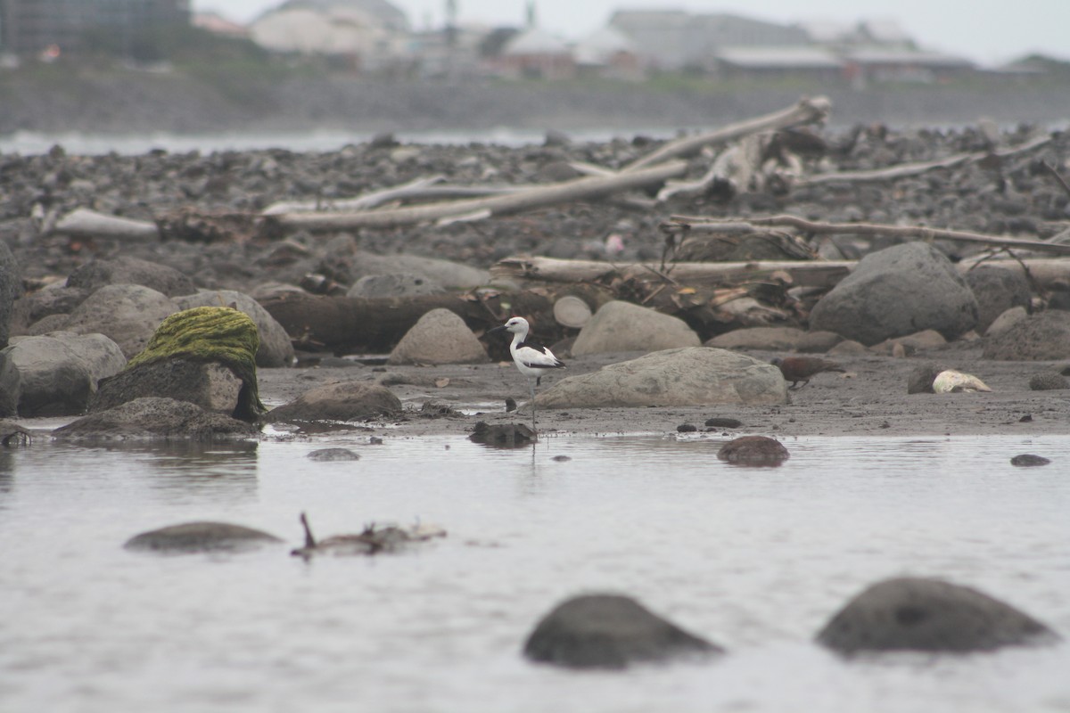 Crab-Plover - ML646124681