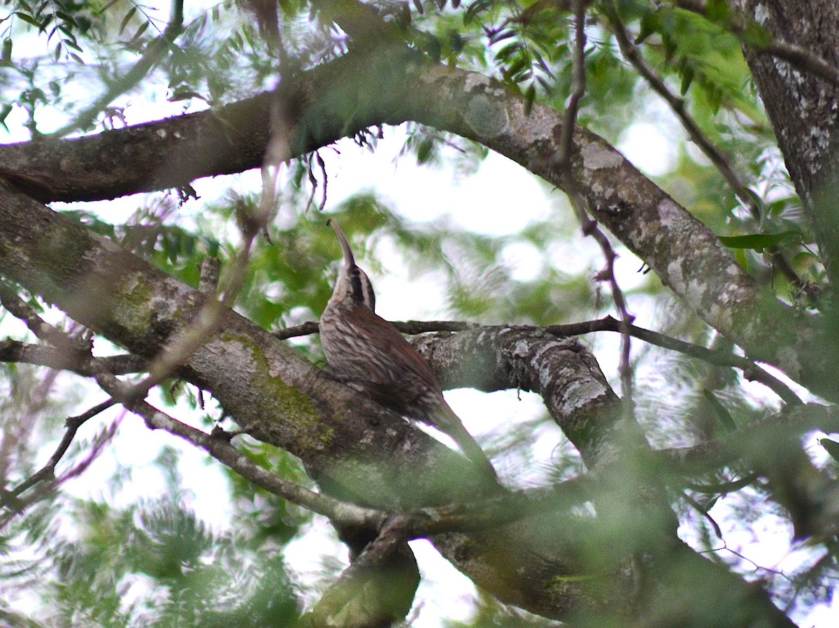 Narrow-billed Woodcreeper - ML646124682