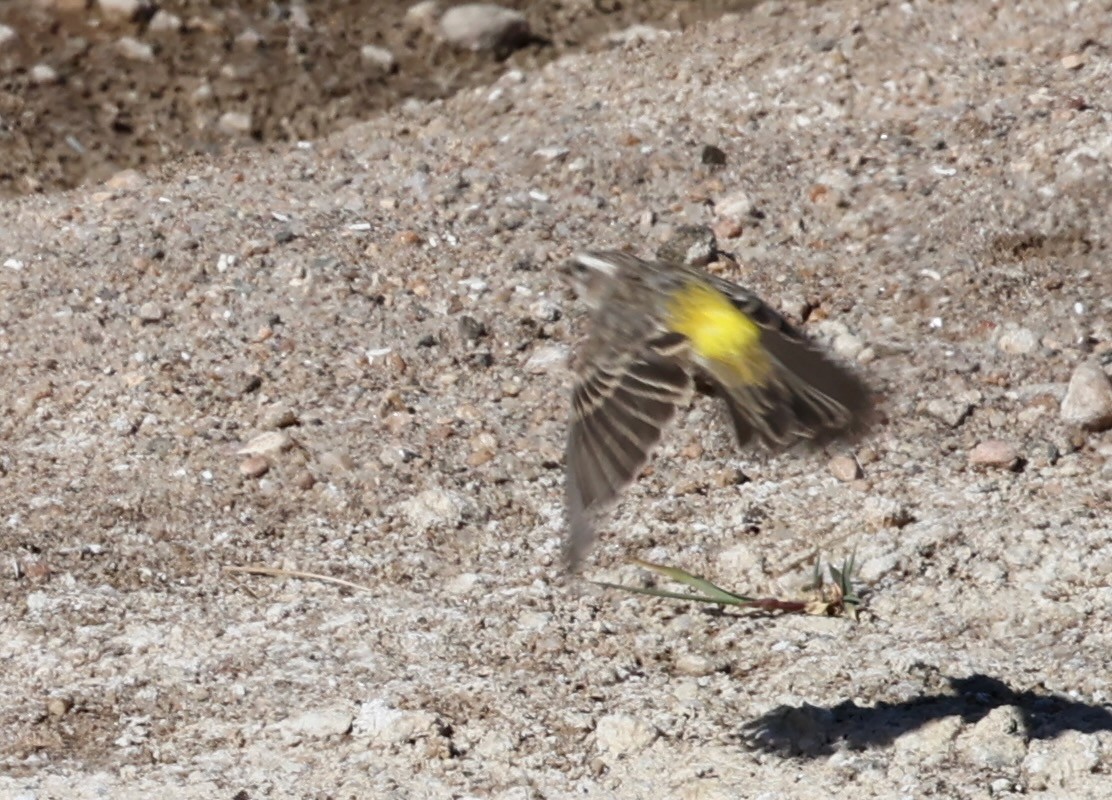 White-throated Canary - ML646124683
