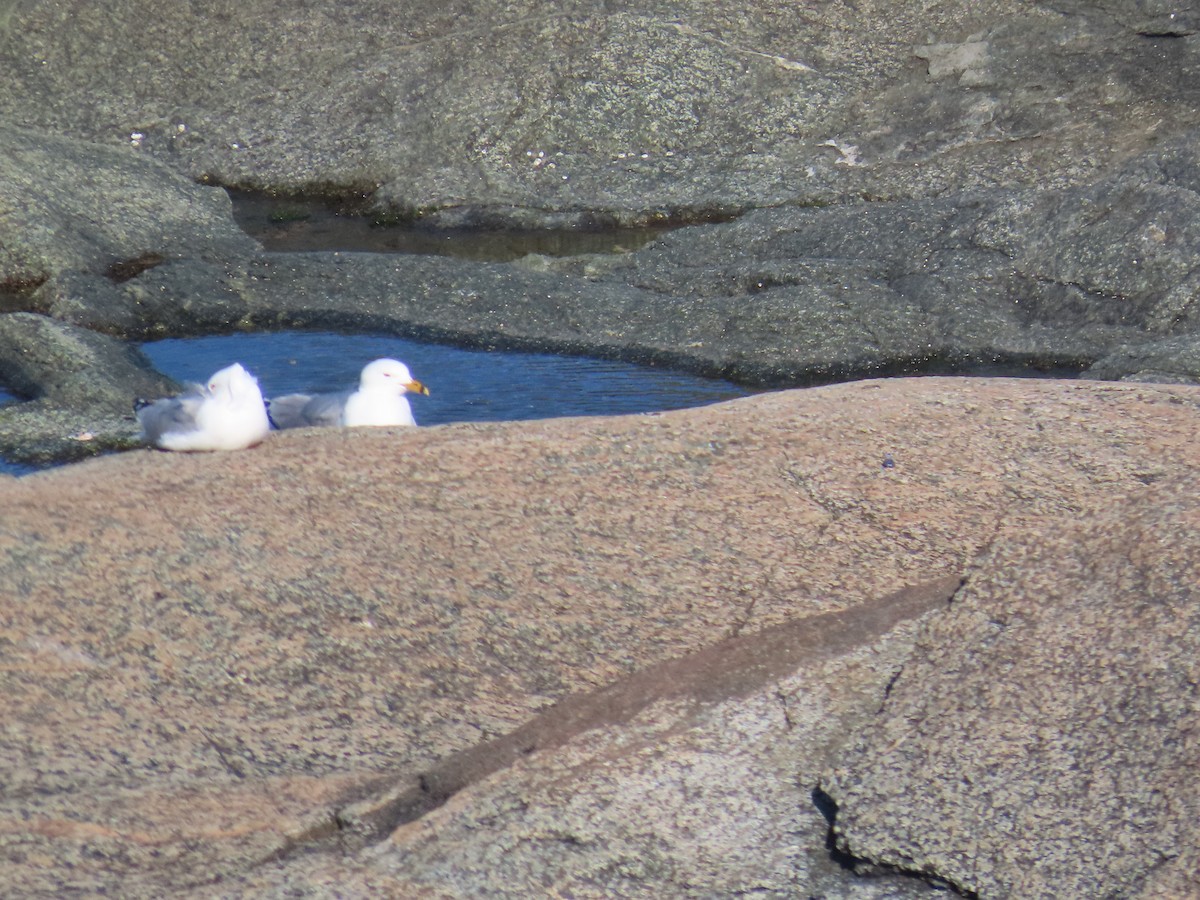 Ring-billed Gull - ML646124685