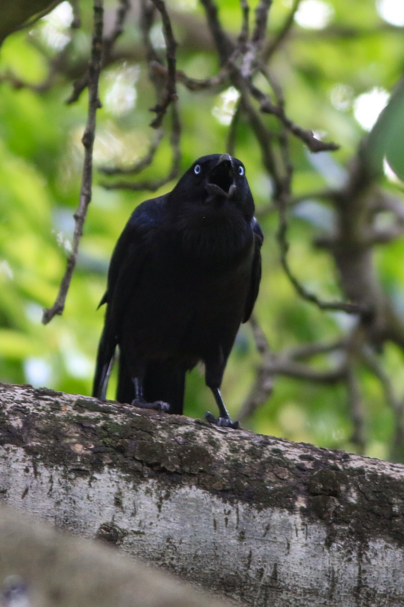 Little Raven - ML646124688