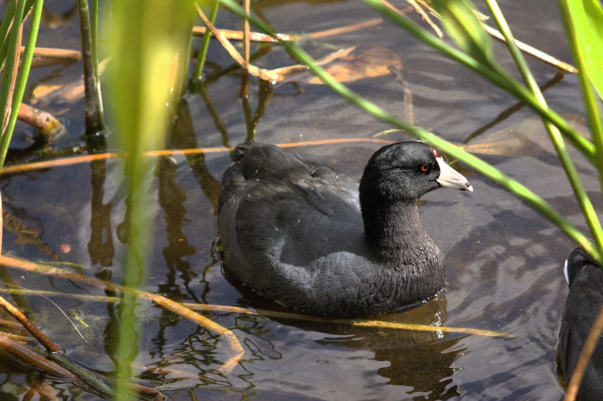 American Coot - ML646124690