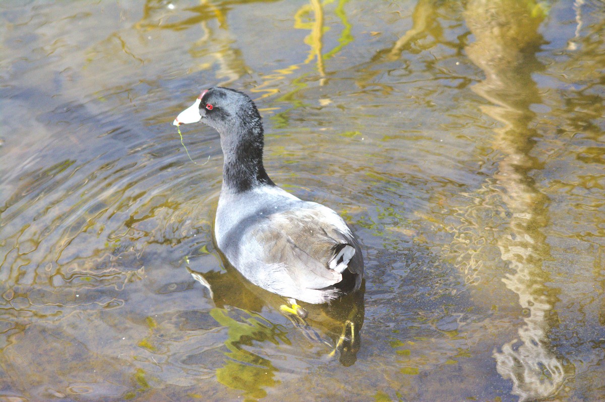 American Coot - ML646124691