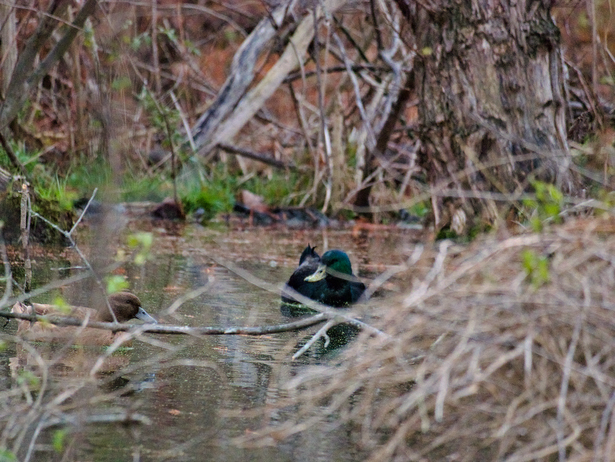 Mallard (Domestic type) - ML646124694
