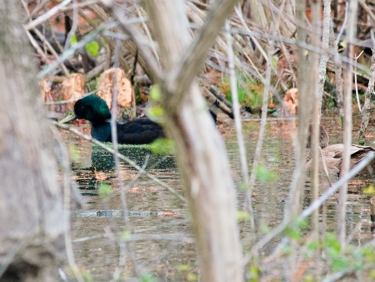 Mallard (Domestic type) - ML646124695