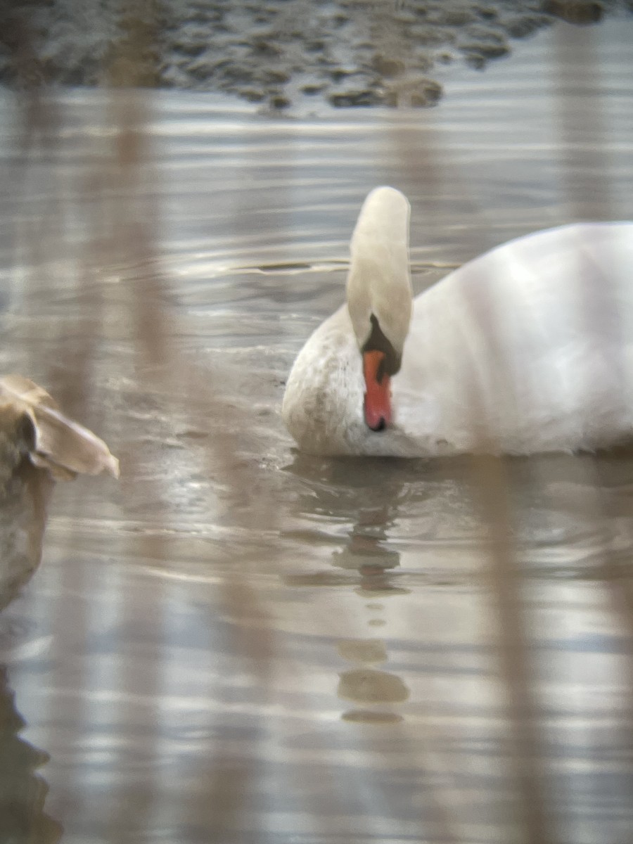 Beltxarga arrunta - ML646124699