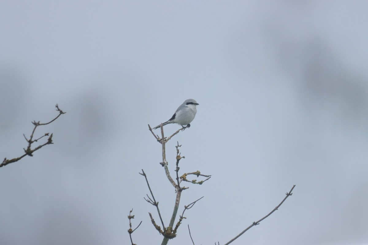 Үнсэн дунхай - ML646124701