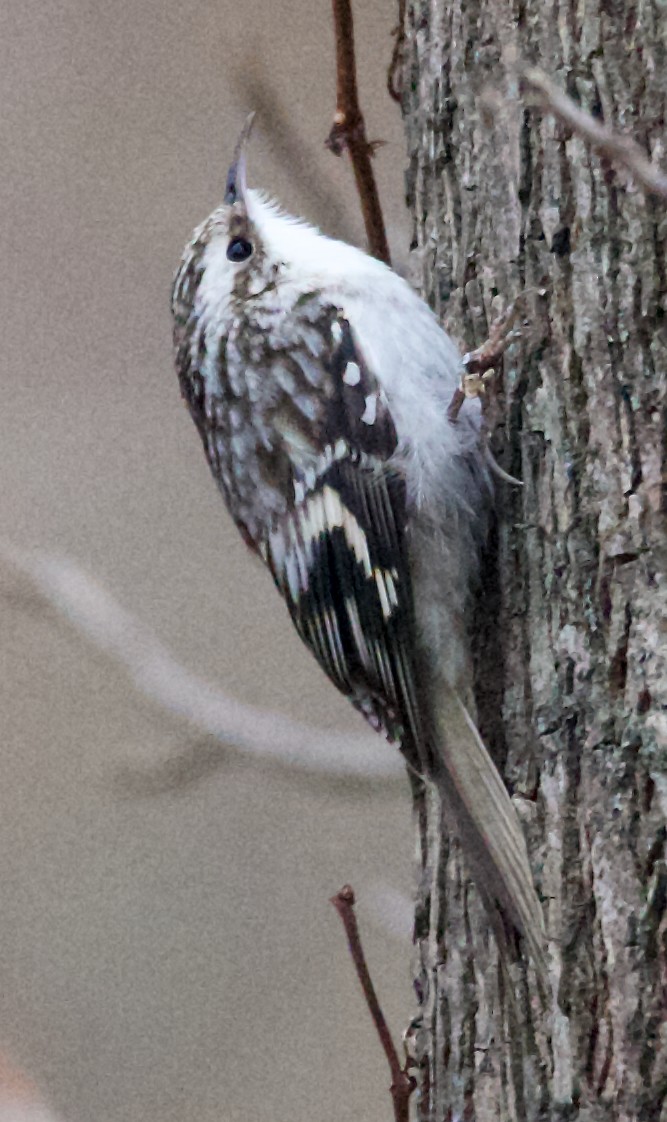 Підкоришник американський - ML646124702