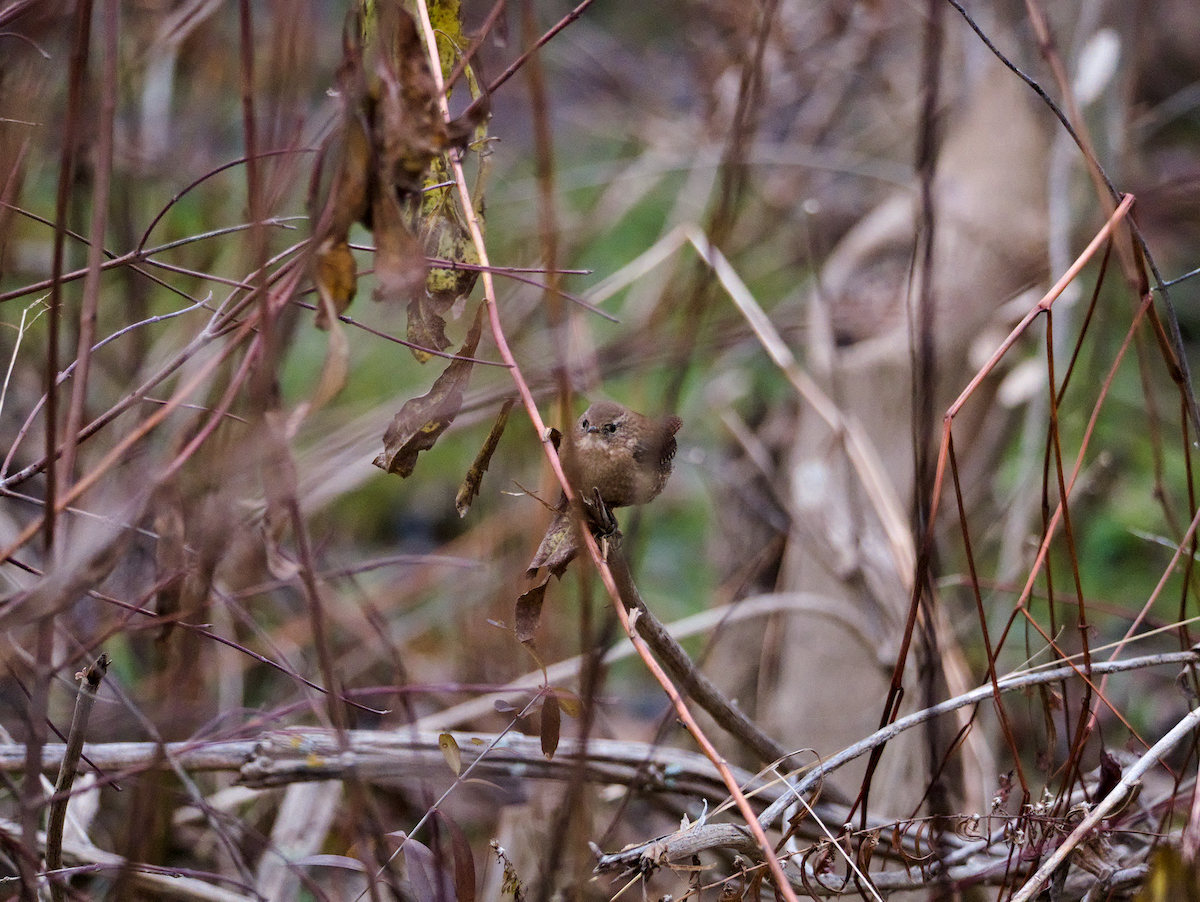 Winter Wren - ML646124703