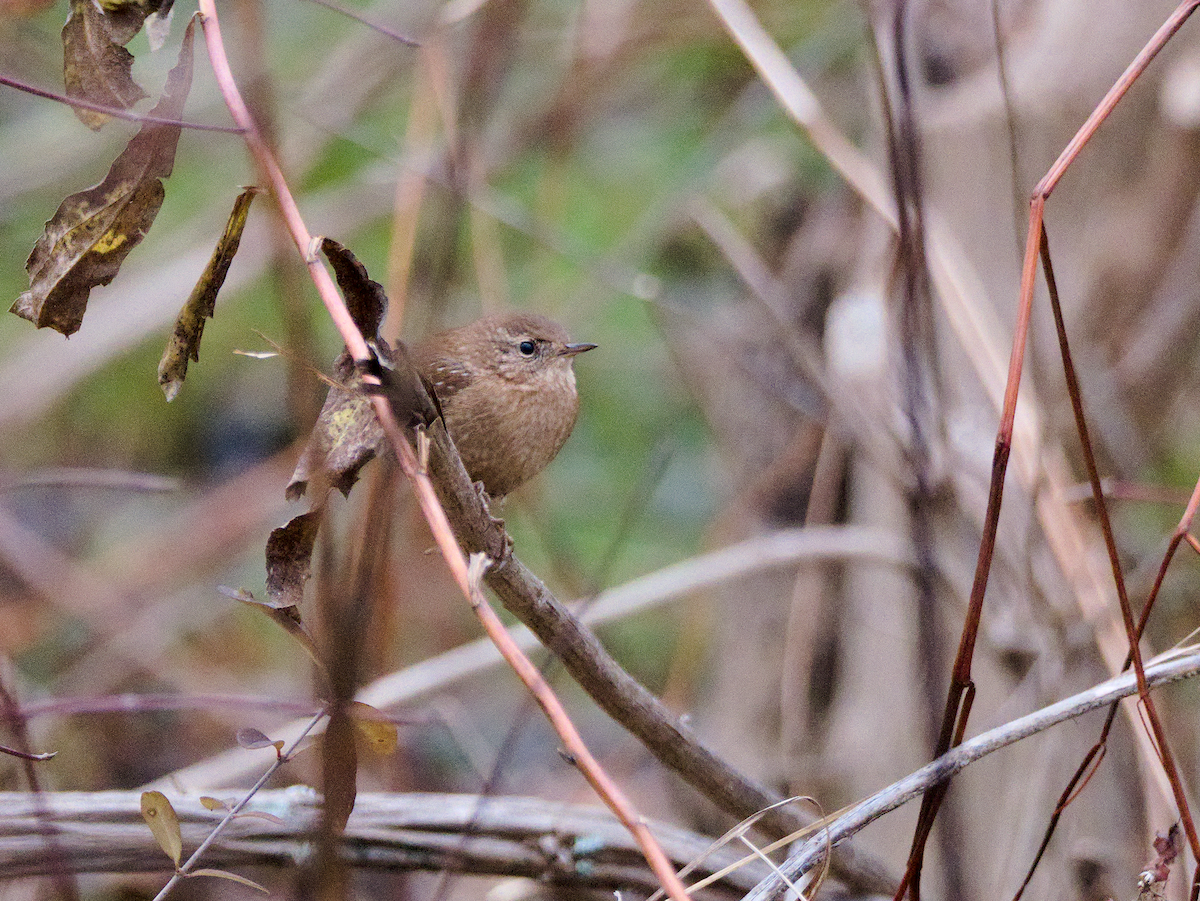 Winter Wren - ML646124704
