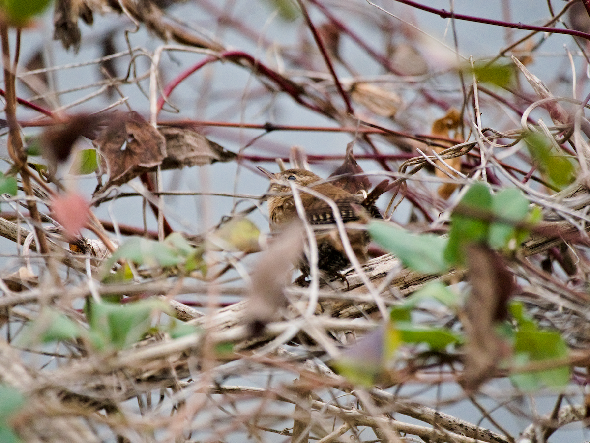 Winter Wren - ML646124705