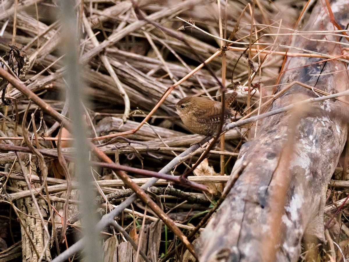 Winter Wren - ML646124706