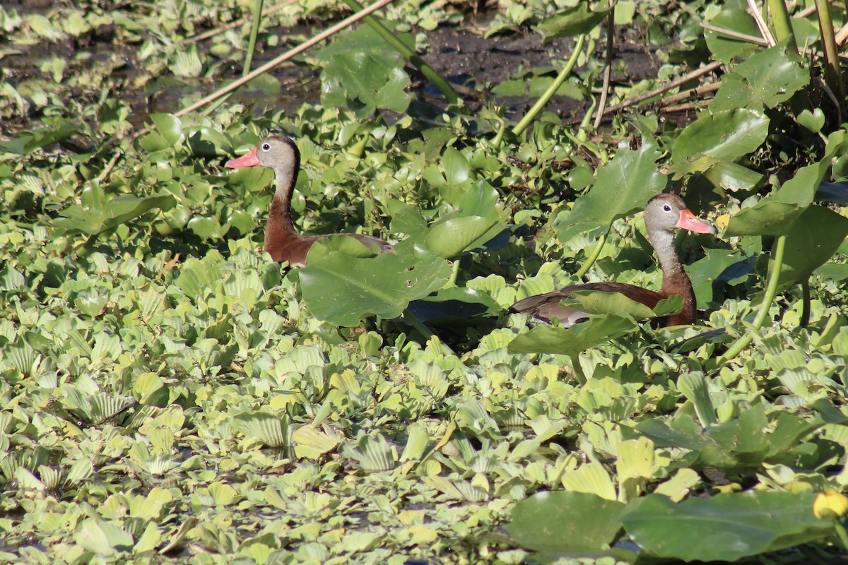 Black-bellied Whistling-Duck - ML646124707